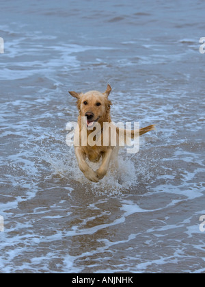 Golden Retriever running on Beach Stock Photo