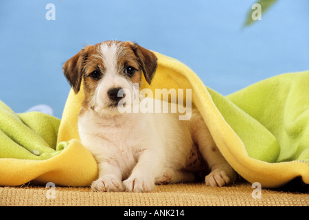 Parson Jack Russell Terrier dog - puppy under blanket Stock Photo