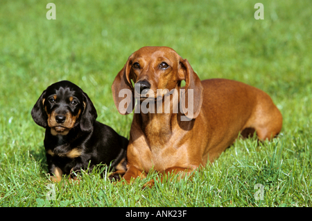 smooth-haired dachshund dog with puppy - lying on meadow Stock Photo