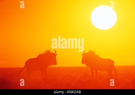 two blue wildebeests in sunset / Connochaetes taurinus Stock Photo