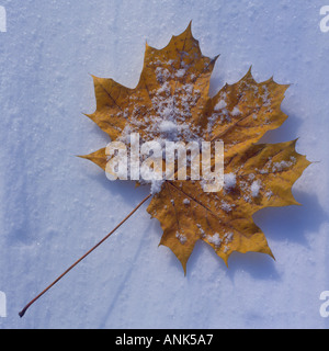 maple leaf in autumn lying in snow. Photo by Willy Matheisl Stock Photo