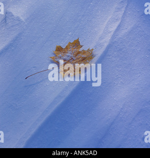 maple leaf in autumn in snow. Photo by Willy Matheisl Stock Photo