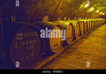 The Kiralyudvar winery: Rows of barrels with Tokaj wine with glass bung hole stoppers in the ageing underground cellar. A barrel marked with the vineyard name Oremus, the vintage 2001 and Aszu quality. Stock Photo