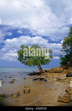 Mangrove tree West coast Malaysia Port Dickson Stock Photo