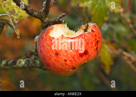 'Howgate Wonder' cooking apple left on tree for food for the wild birds in Wiltshire England UK EU Stock Photo