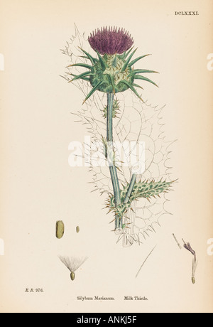 Plants Silybum Marianum Stock Photo