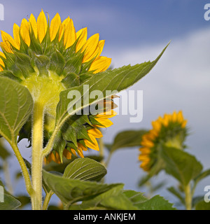 Sunflower /Helianthus annuus/ in the field Stock Photo