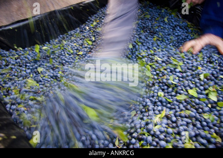 Harvest of pacharan sloe brandy typical drink of Navarra Spain Stock Photo