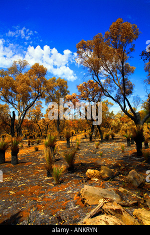 Australian Bush Kwinana Perth Western Australia Stock Photo - Alamy