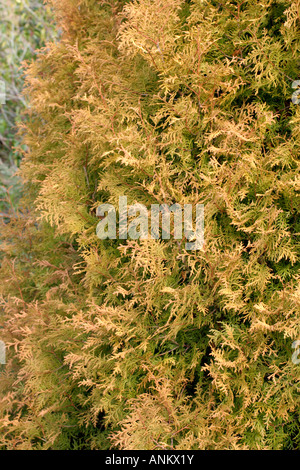 THUJA OCCIDENTALIS RHEINGOLD HAS MORE PRONOUNCED BRONZING OF THE LEAF DURING WINTER SHOWN IN JANUARY Stock Photo