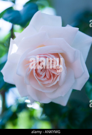 Single soft pink rose in a natural garden setting Stock Photo