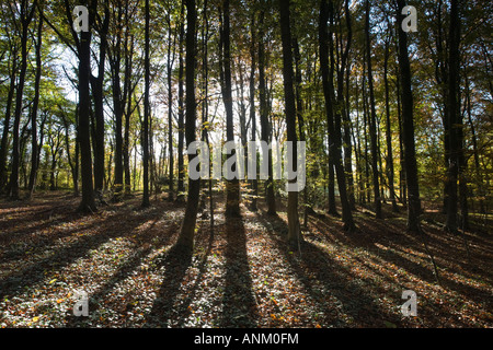 Beech woodland in autumnal colours on the Cotswold Way, Standish Woods, Gloucestershire, UK Stock Photo