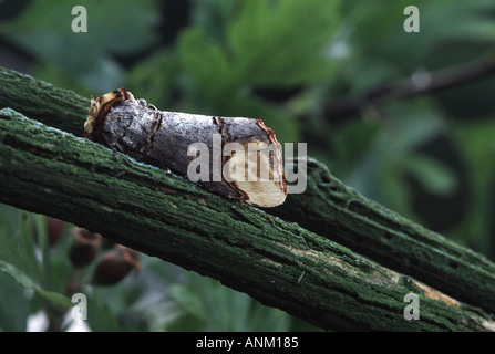 Buff tip Moth, Phalera bucephala Stock Photo