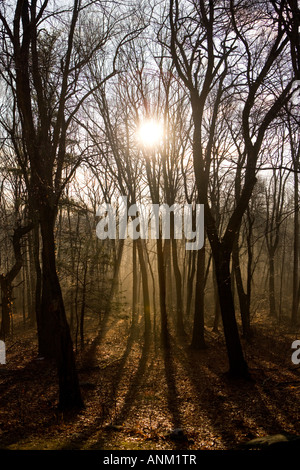 The Morning Sun streams through early morning mist in Madison, Connecticut USA Stock Photo
