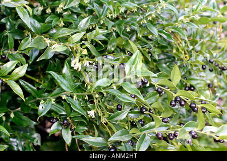 SARCOCOCCA CONFUSA IN EARLYJ ANUARY Stock Photo