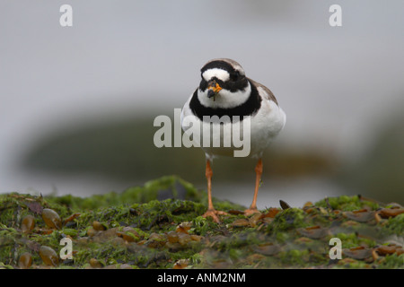 RINGED PLOVER CHARADRIUS HIATICULA MALE STANDING FV Stock Photo