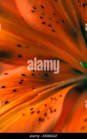 Abstract study of an exotic Lily Stock Photo