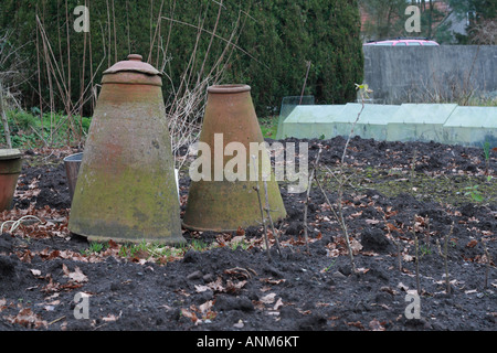 Terracotta Rhubarb Forcers in the winter garden Stock Photo