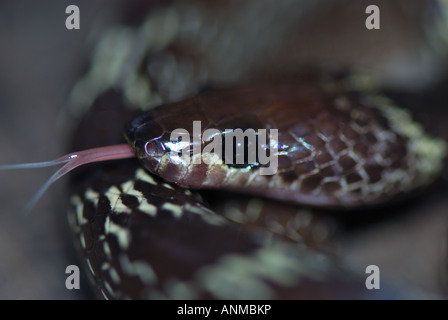 Common wolf snake Lycodon aulicus close up showing forked tongue Stock Photo