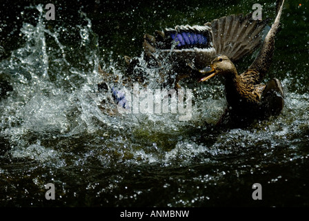 Male mallard ducks fight in water over female. High speed action shot freezes motion. Stock Photo