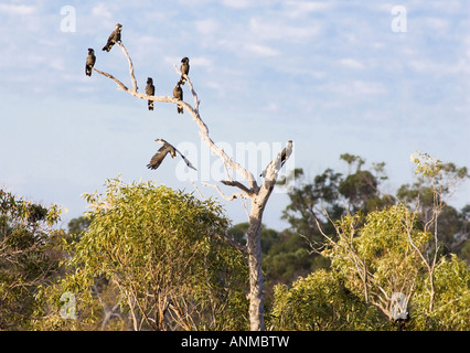 Short billed Black Cockatoos (aka Carnaby's Black Cockatoo) (Calyptorhynchus latirostris) perched in dead tree. Bold Park, Perth Stock Photo