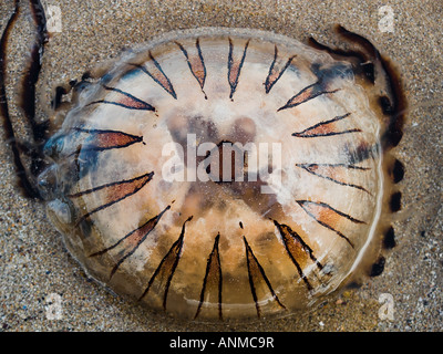 Compass jellyfish Chrysaora hysoscella on beach