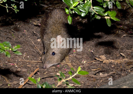 Southern Brown Bandicoot - Isoodon obesulus Stock Photo