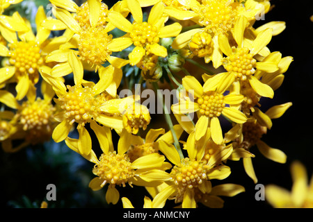 Outeniqua Raisinbush-Euryops virgineus- Family Asteraceae Stock Photo
