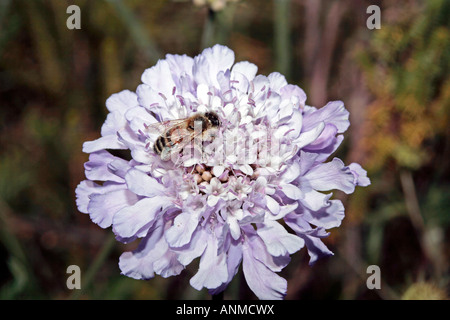 Bee covered in pollen on Cape Scabious, Pincushion, Koringblom- Scabiosa africana-Family Dipsacaceae Stock Photo