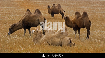 Bactrian camels Camelus ferus bactrianus Inner Mongolian Autonomous Region in northeast China Stock Photo