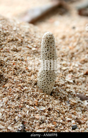 Close up of a long white porous shell in the soil at Jolly buoy beach Andaman Stock Photo