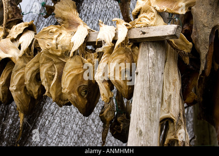 Dried fish hangs from poles in Vatnsnes peninsula Iceland Stock Photo