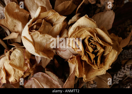 Close up of dried flowers Stock Photo