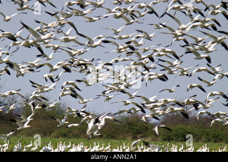 Snow Geese flying over field Fir Island Skagit Valley Skagit County Washington USA Stock Photo