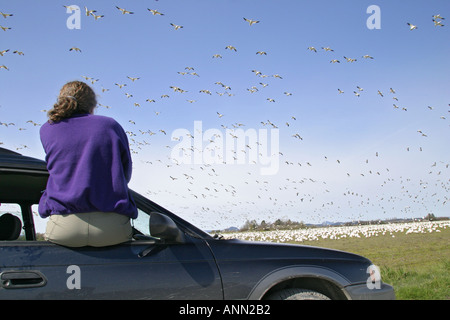 Woman sitting in car window watching Snow Geese fly overhead and in field Fir Island Skagit Valley Skagit County Washington Stock Photo