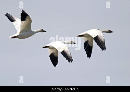 Snow Geese in flight Fir Island Skagit Valley Skagit County Washington USA Stock Photo