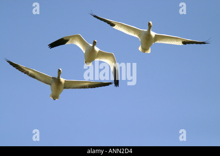 Snow Geese in flight Fir Island Skagit Valley Skagit County Washington USA Stock Photo