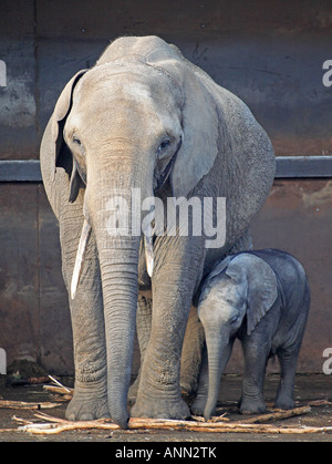 0076 African Elephants Stock Photo