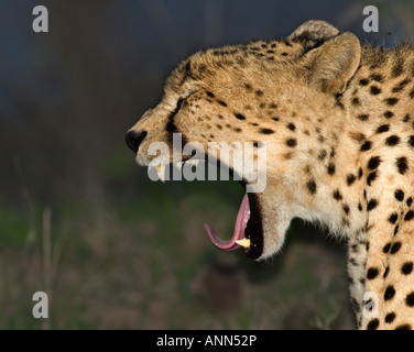 Cheetah yawning, Greater Kruger National Park, South Africa Stock Photo