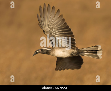 African Grey Hornbill in flight, Greater Kruger National Park, South Africa Stock Photo