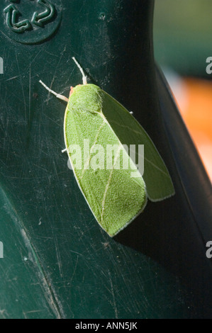 A green 'Scarce Silver-lines' moth resting on a plastic spade handle bearing a 'recycle' symbol Stock Photo