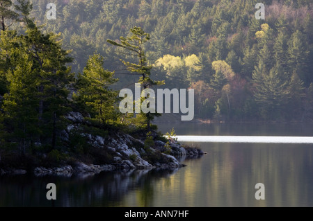 Charlton Lake with white pine and emerging spring foliage Willisville Ontario Stock Photo