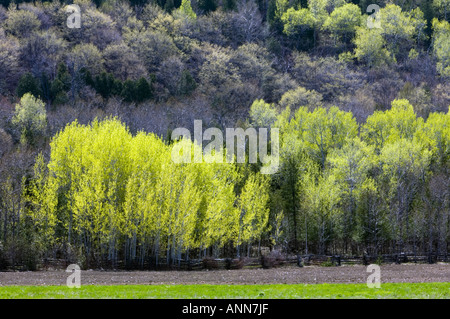 Emerging spring foliage at edge of pasture Little Current Ontario Stock Photo