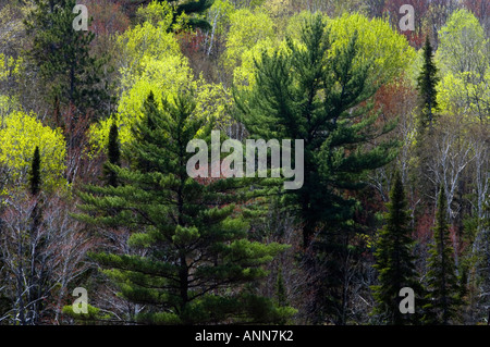 Mixed forest of spruce and aspen on hillside with emerging spring foliage McKerrow Ontario Stock Photo