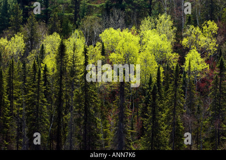 Mixed forest of spruce and aspen on hillside with emerging spring foliage  McKerrow Ontario Stock Photo