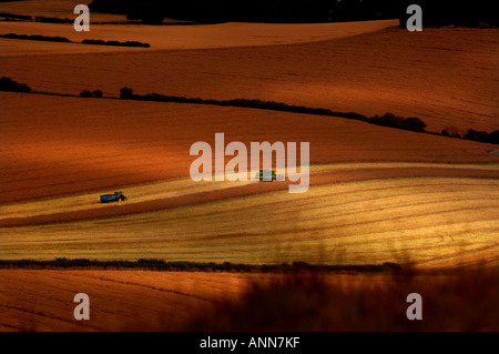 Combine harvester on golden fields in late afternoon sunshine in Sussex near Alfriston. Picture by Jim Holden Stock Photo