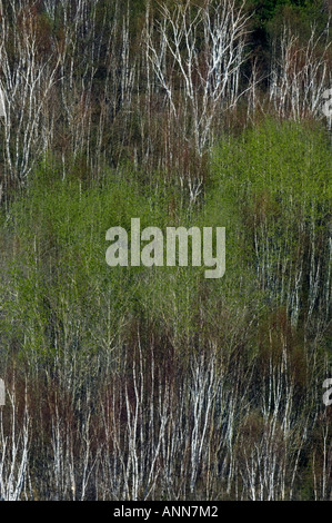 Emerging spring foliage in birch trees on hillside Greater Sudbury Ontario Stock Photo