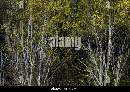 Emerging spring foliage in birch trees below hillside Greater Sudbury Ontario Stock Photo