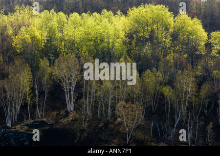 Hillside with emerging foliage in aspens Greater Sudbury, Ontario Stock Photo