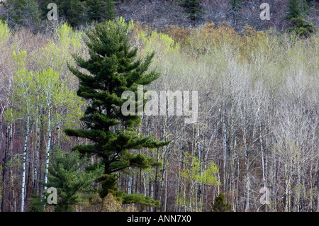 Spring forest near Onaping River Greater Sudbury, Ontario Stock Photo